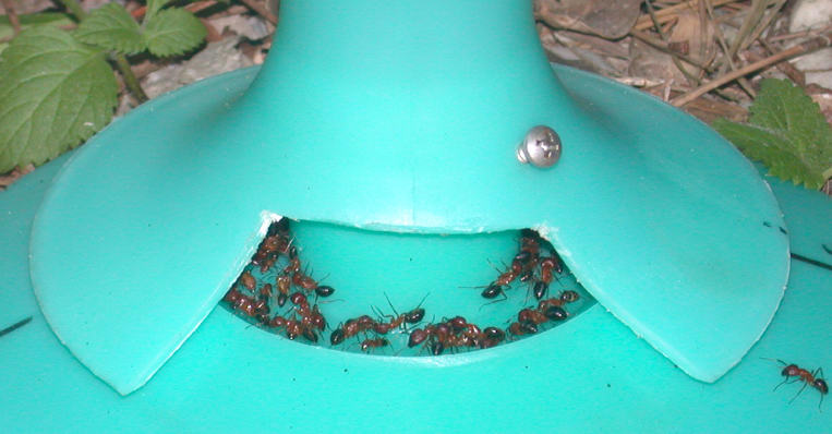 Picture of Florida Carpenter Ants